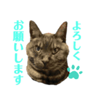 くろねこりょーま（個別スタンプ：1）