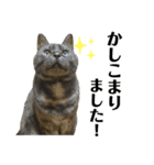 くろねこりょーま（個別スタンプ：2）
