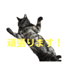 くろねこりょーま（個別スタンプ：7）