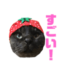 くろねこりょーま（個別スタンプ：9）