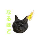 くろねこりょーま（個別スタンプ：10）