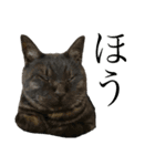 くろねこりょーま（個別スタンプ：16）