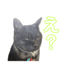 くろねこりょーま（個別スタンプ：17）