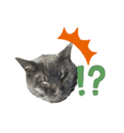 くろねこりょーま（個別スタンプ：19）