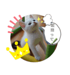 はるこな＋αスタンプ（個別スタンプ：13）