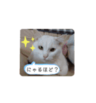 はるこな＋αスタンプ（個別スタンプ：16）