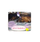 はるこな＋αスタンプ（個別スタンプ：19）