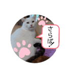 はるこな＋αスタンプ（個別スタンプ：20）