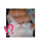 はるこな＋αスタンプ（個別スタンプ：22）
