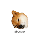 柴犬ハッチ☆2（個別スタンプ：3）