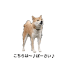 柴犬ハッチ☆2（個別スタンプ：4）