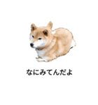 柴犬ハッチ☆2（個別スタンプ：6）