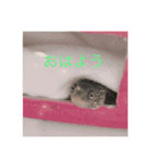 カメのピーちゃん（個別スタンプ：1）