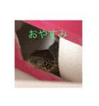 カメのピーちゃん（個別スタンプ：2）