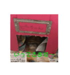 カメのピーちゃん（個別スタンプ：6）