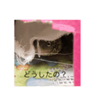 カメのピーちゃん（個別スタンプ：10）