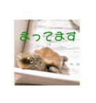 カメのピーちゃん（個別スタンプ：11）