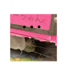 カメのピーちゃん（個別スタンプ：13）