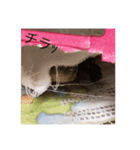 カメのピーちゃん（個別スタンプ：14）