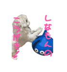 私、ペキニーズのシナモン（個別スタンプ：3）