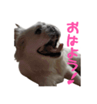 私、ペキニーズのシナモン（個別スタンプ：6）