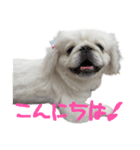 私、ペキニーズのシナモン（個別スタンプ：7）