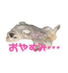 私、ペキニーズのシナモン（個別スタンプ：9）