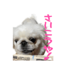 私、ペキニーズのシナモン（個別スタンプ：11）