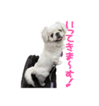 私、ペキニーズのシナモン（個別スタンプ：13）