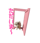 私、ペキニーズのシナモン（個別スタンプ：14）