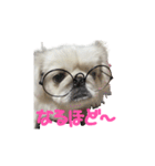 私、ペキニーズのシナモン（個別スタンプ：15）