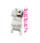 私、ペキニーズのシナモン（個別スタンプ：16）