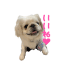 私、ペキニーズのシナモン（個別スタンプ：17）