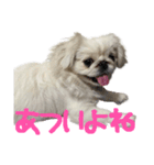私、ペキニーズのシナモン（個別スタンプ：26）