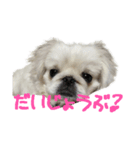 私、ペキニーズのシナモン（個別スタンプ：31）