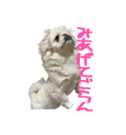 私、ペキニーズのシナモン（個別スタンプ：33）