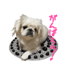 私、ペキニーズのシナモン（個別スタンプ：35）