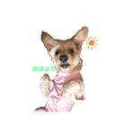 らんちゃんなのだ（個別スタンプ：7）