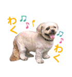 ひらやま犬2（個別スタンプ：1）