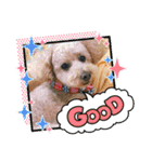ひらやま犬2（個別スタンプ：2）
