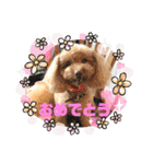 ひらやま犬2（個別スタンプ：3）