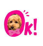 ひらやま犬2（個別スタンプ：5）