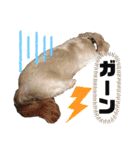 ひらやま犬2（個別スタンプ：8）