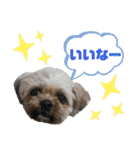 ひらやま犬2（個別スタンプ：9）