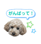 ひらやま犬2（個別スタンプ：10）