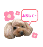ひらやま犬2（個別スタンプ：11）