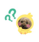 ひらやま犬2（個別スタンプ：12）