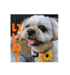 ひらやま犬2（個別スタンプ：13）