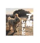 ひらやま犬2（個別スタンプ：14）