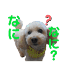 ひらやま犬2（個別スタンプ：15）